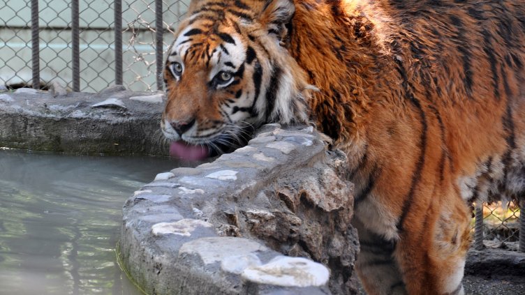 Пловдивчани искат тигър в зоопарка си