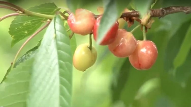 Валежите съсипаха реколтата от череши в Кюстендилско