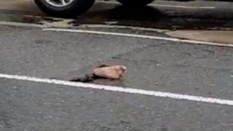 Отрязан крак на пътя смрази минувачи