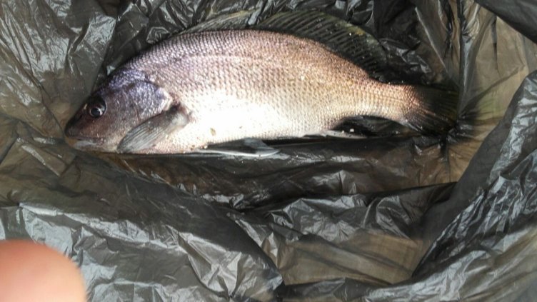 От последните минути: На вълнолома във Варна вадят морска врана!