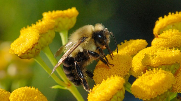 Пчела уби пенсионер