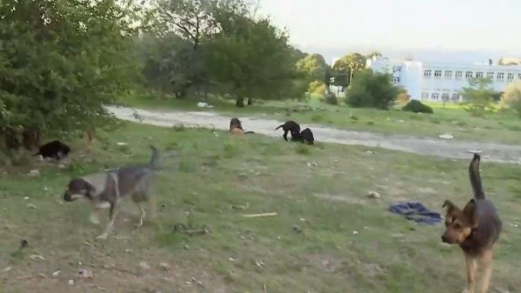 Във "Владиславово" са притеснени от глутница бездомни кучета