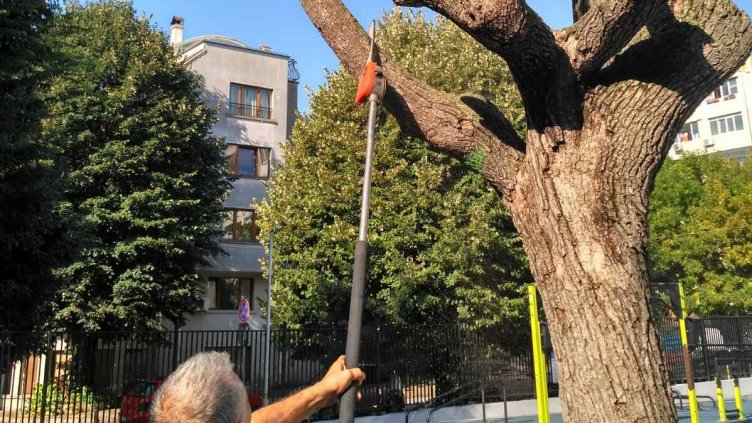 Започва аварийно премахване на сухи и опасни клони в детски градини и училища във Варна