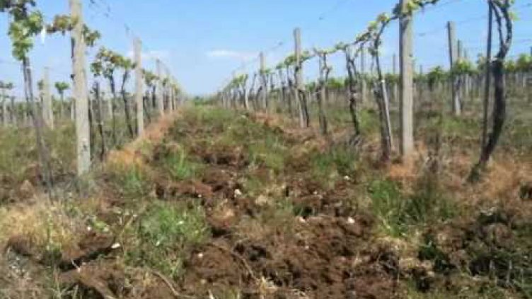 Тракторист откри кости в лозе, вероятно са на изчезнал самотник