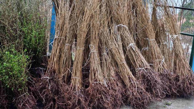 Раздадоха фиданки на общини и кметства към СИДП