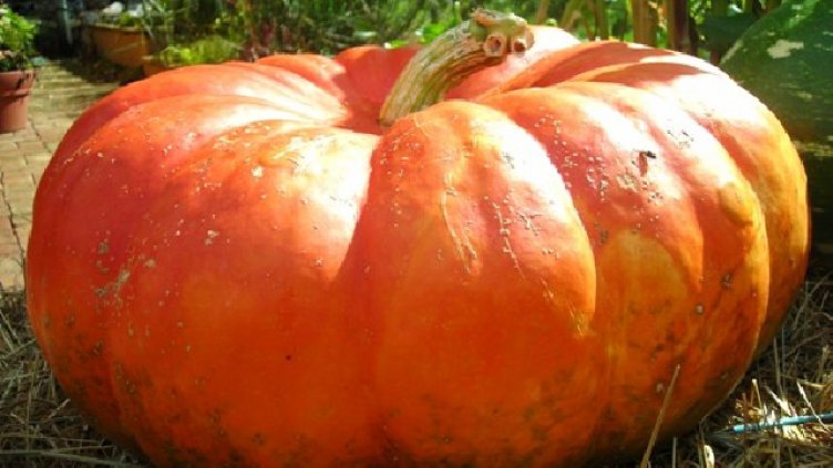 Огромна тиква огледаха на Острова