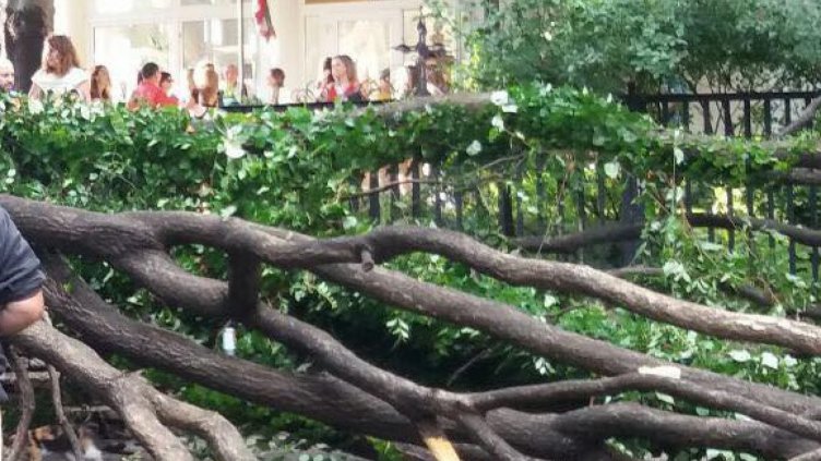 Над 40 сигнала за паднали дървета и клони са подадени във Варна след бурята