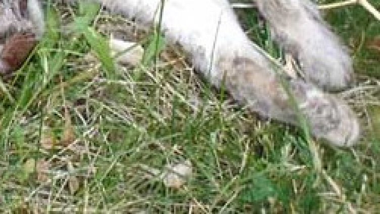 Садизъм във Варна: Майка откри разчленена котка, докато води детето си на градина