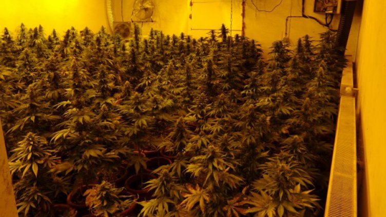 Намериха 300 саксии с канабис във Великотърновско