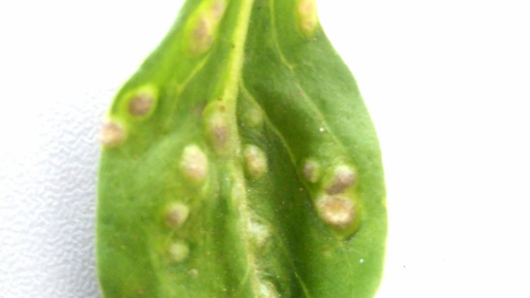 БАБХ предприе мерки срещу нов за страната вредител