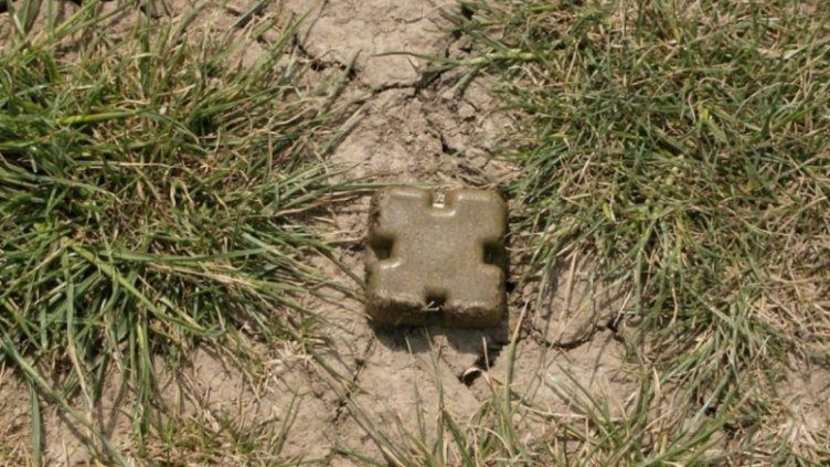 Ваксинират против бяс диви животни във Варненско