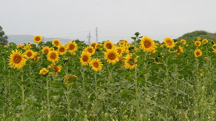 Втори сме в света по износ на слънчоглед, трети по експорт на олио
