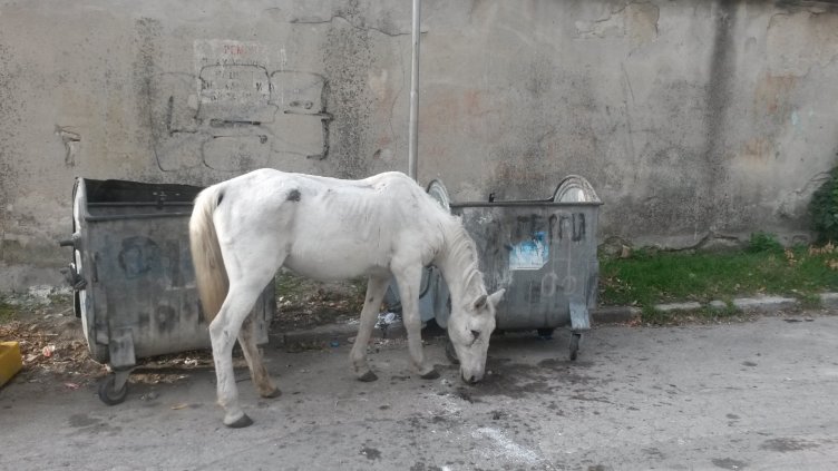 На бял кон в ХХІ век