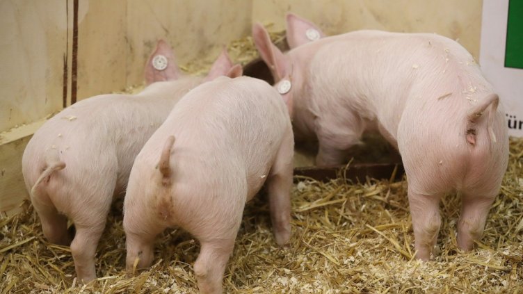 До 10 дни трябва да бъдат изклани всички домаши прасета в Русенско