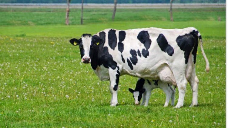 След огнищата на антракс във Варненско инфекциозните болести са в затишие