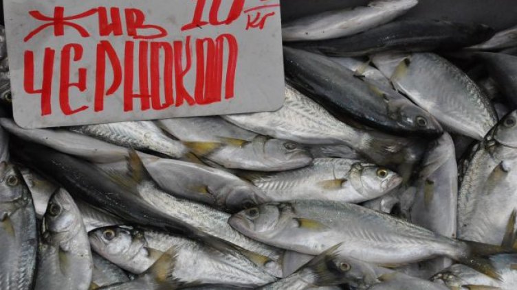 Морето още дава чернокоп и сафрид