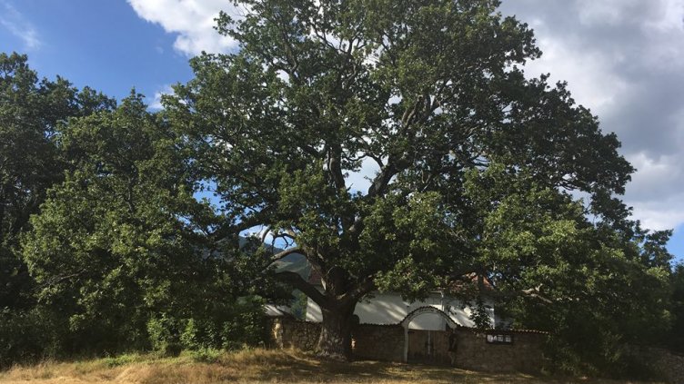 Дъбът от с. Насалевци е "Дърво с корен 2016"