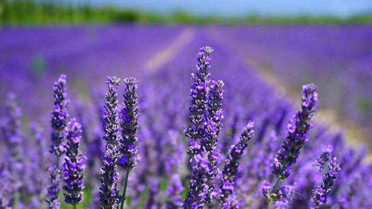 Земеделци в Добруджа изкореняват насажденията си от лавандула 