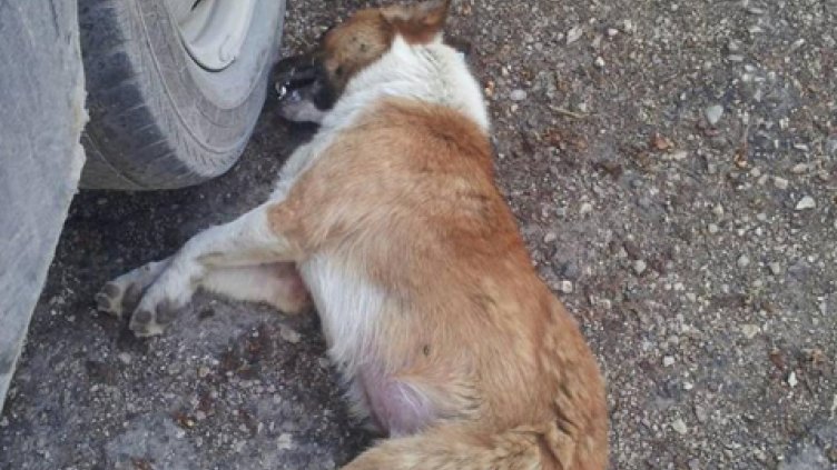 Мистериозни убийства на кучета във Видин