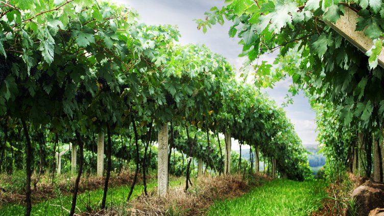 Дъждовете ще поразят реколтата на лозарите