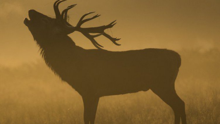 Мълния уби 320 елена в природен парк