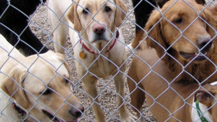 Съдът потвърди наказателните постановления на БАБХ за незаконния кучкарник край Варна