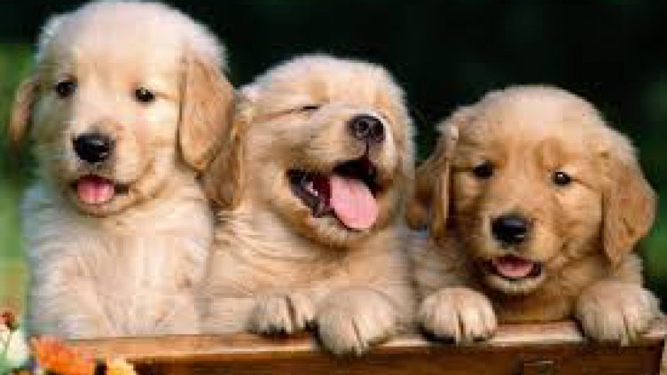 Зоополиция ще разследва вече престъпления срещу животни