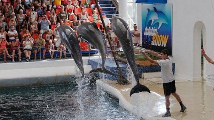 Делфинариумът във Варна с безплатни представления за Коледа
