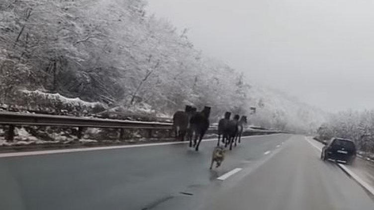 Сюрреализъм по български: Коне препускат по АМ "Хемус" (СНИМКИ)