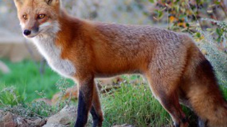 Необичайни срещи: Изгладнели лисици обикалят из Пловдив