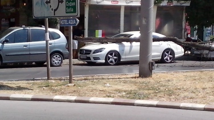 Дърво "уцели" неправилно паркирала кола във Варна