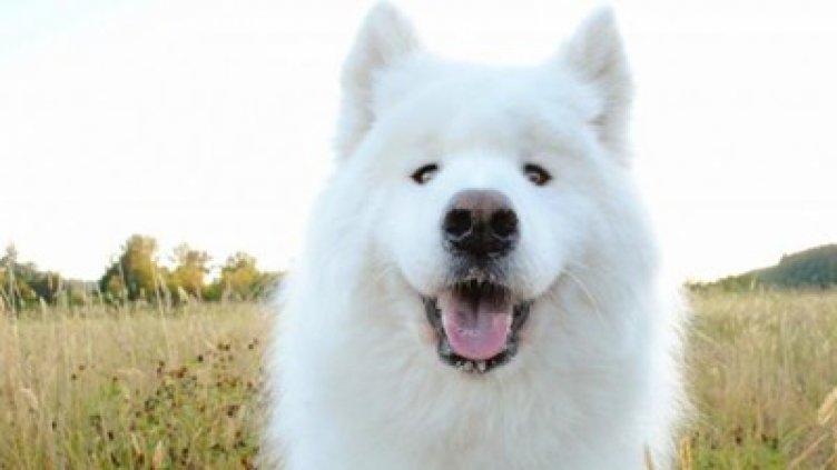 Повдигнаха обвинение срещу варненец, застрелял домашно куче