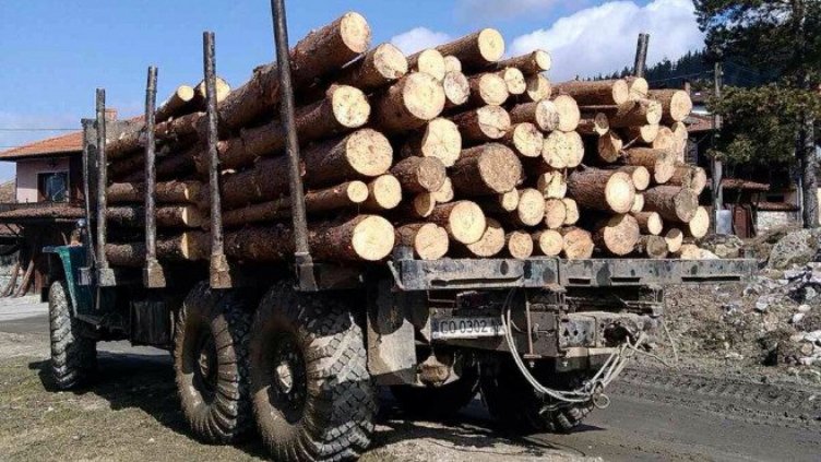 Осъдиха условно 29-годишен мъж за незаконна сеч на дървесина