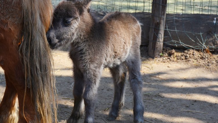 Вижте снимки на най-новото попълнение на варненския зоопарк