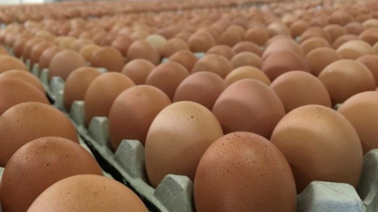 Евтини яйца със съмнително качество заливат пазара, алармират от асоциация