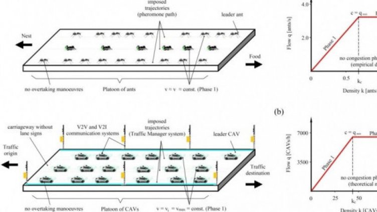 Революционно: Учим се от мравките как да се отървем завинаги от задръстванията (ВИДЕО)