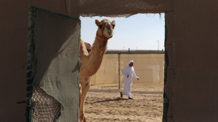 Млякото от камила - става за шоколади, а и за бебета