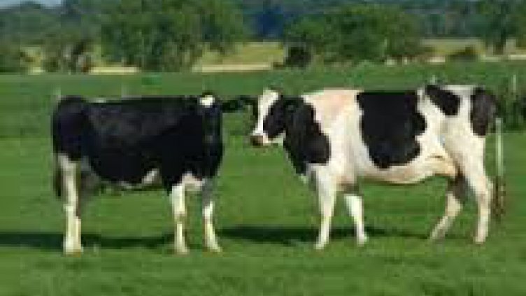 Пръскат срещу заразен нодуларен дерматит в Димитровградско