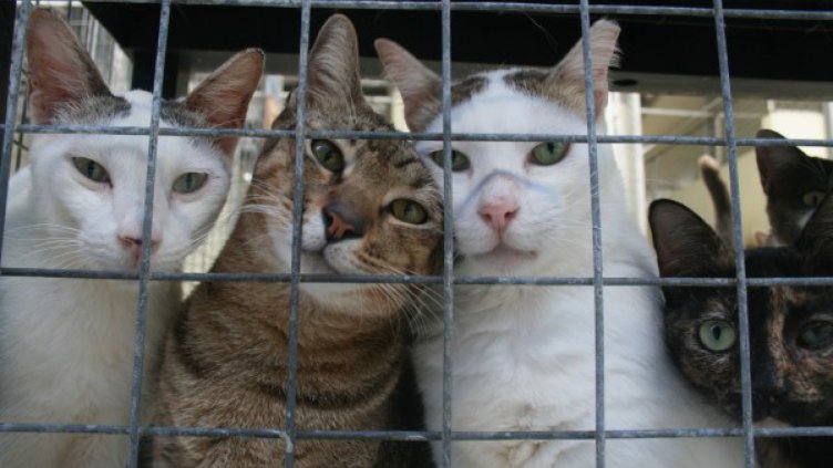 Мъж гръмна съседска котка