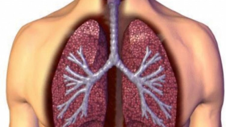 Какво не знаем за белия дроб?