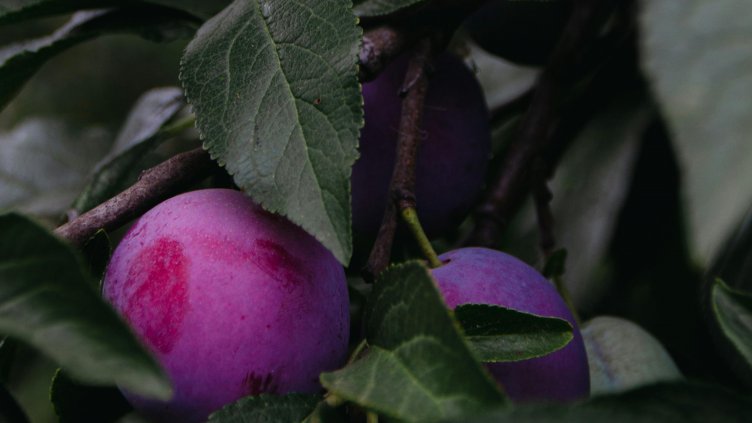 Виц на деня - 12 март