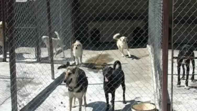 Три кучета от Рила са дали положителна проба за бруцелоза