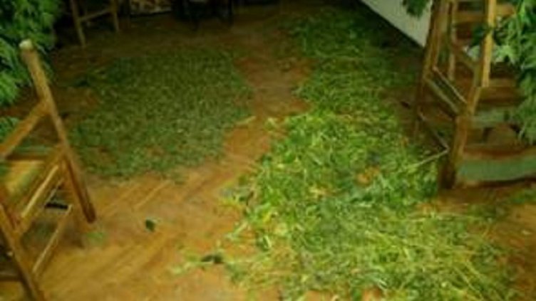 Полицията разби нелегална наркооранжерия