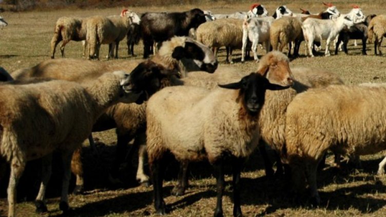 Заразеното с антракс месо не е напускало Оброчище