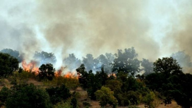 Гората край Габрово пак лумна