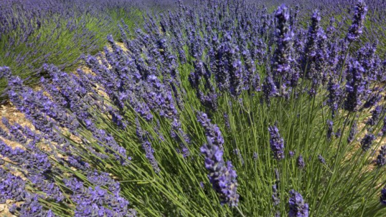 Лавандулов милионер декларира 2,7 млн. лева