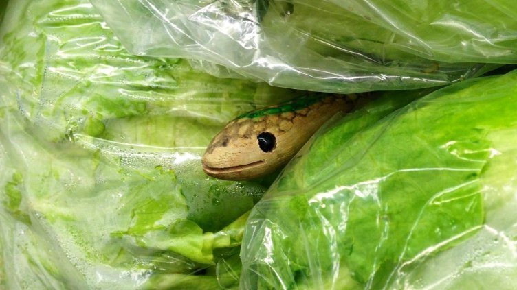 Когото видях езичето, откачих! Мъж откри змия в марулката от магазина