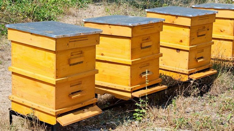 С над 31 хил. лв. компенсират заради бедствия собственици на животни и кошери