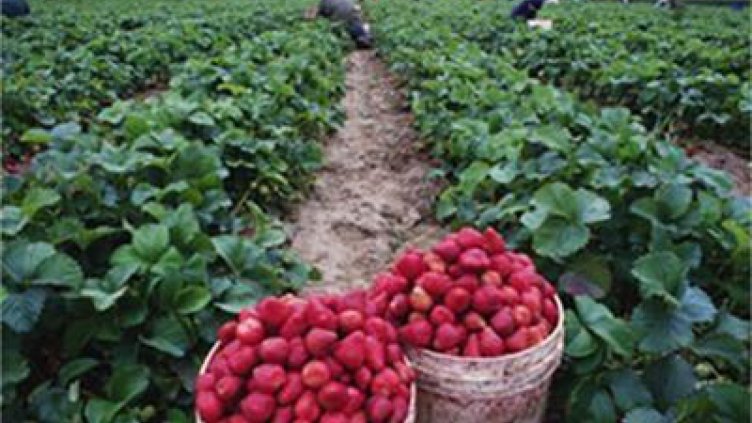 Излъгаха българи с работа в Швеция