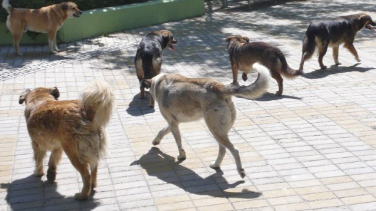Във Варна вече има зоополиция
